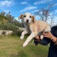 Adorabili cuccioli piccola taglia