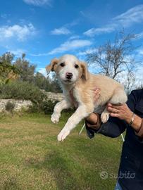 Adorabili cuccioli piccola taglia