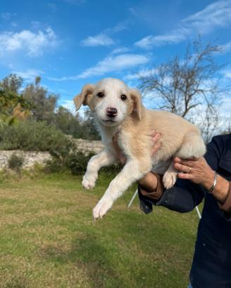 Adorabili cuccioli piccola taglia
