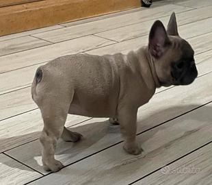 Bulldog francese blu