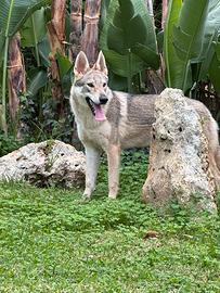 Cucciola di cane lupo cecoslovacco PEDIGREE