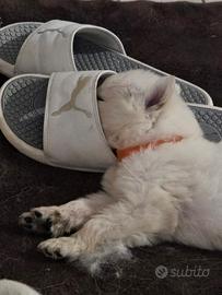 Cuccioli Pastore svizzero bianco