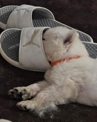 Cuccioli Pastore svizzero bianco