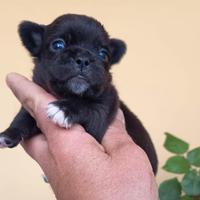 Cuccioli Chihuahua con pedigree