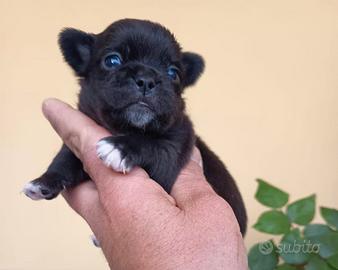 Cuccioli Chihuahua con pedigree