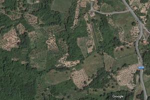 Uliveto in provincia di Cosenza