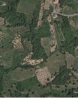 Uliveto in provincia di Cosenza