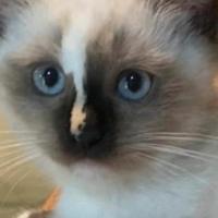 Cucciola ragdoll