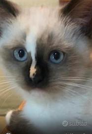 Cucciola ragdoll