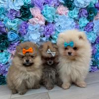 Spitz di Pomerania
