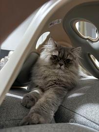 Do Gatto