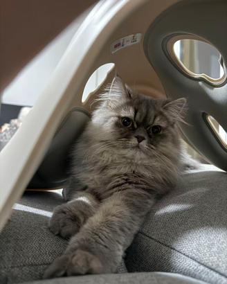 Do Gatto