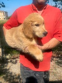 Cuccioli di Golden Retrivers con pedigree