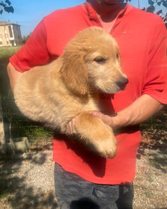 Cuccioli di Golden Retrivers con pedigree