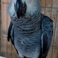 Cenerino,Cacatua rosa,Ecletti,Amazzone fronte blu