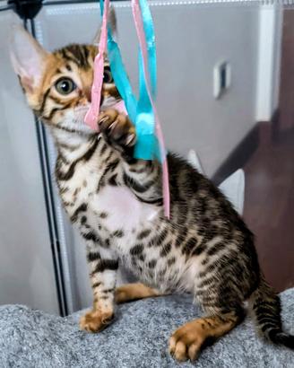 2 Cuccioli di Bengala