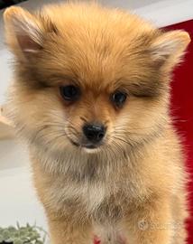 Volpini piccolissimi   Spitz  tedesco
