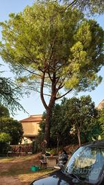 legna di pino
