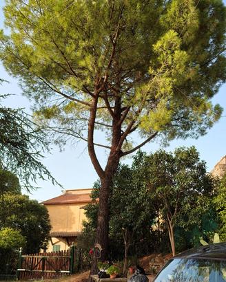 legna di pino