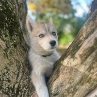 Cucciole Siberian Husky femmine