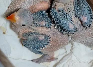 Pullo di parrocchetto dal collare