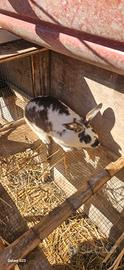 Animali
