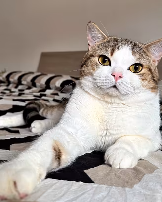Gatto Scottish Straight per monta