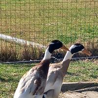 Maschio di anatra corritrice