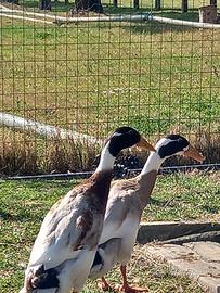 Maschio di anatra corritrice