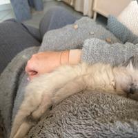 Cucciolo di Birmano/Sacro di Birmania