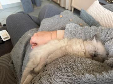 Cucciolo di Birmano/Sacro di Birmania