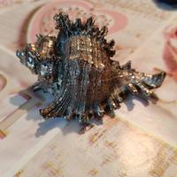 conchiglia murex ramosus piccola