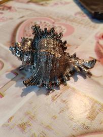 conchiglia murex ramosus piccola