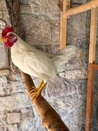 Galline