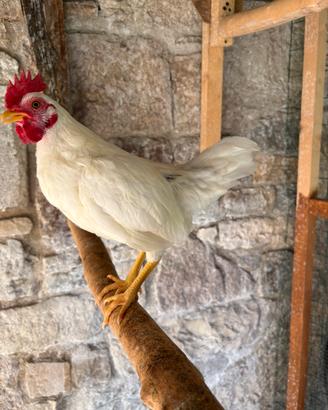 Galline