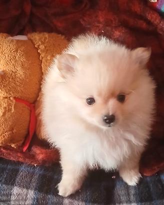 Cuccioli di volpino