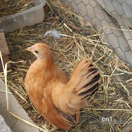 Splendida coppia Serama