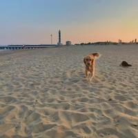 Golden Retriever per monta