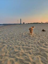 Golden Retriever per monta