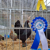 U.o.v.a. langshan croad NANE (rarità)