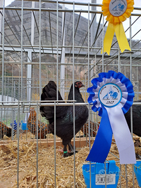 U.o.v.a. langshan croad NANE (rarità)