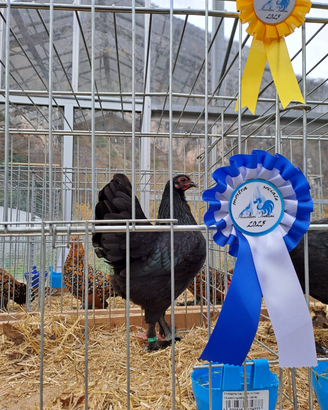 U.o.v.a. langshan croad NANE (rarità)