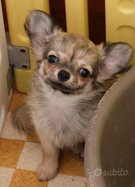 Maschio cucciolo chihuahua con pedigree