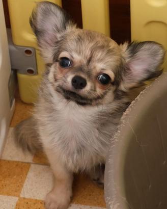 Maschio cucciolo chihuahua con pedigree