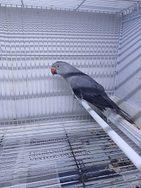 Parrocchetti dal collare