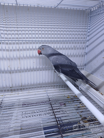 Parrocchetti dal collare