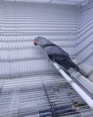 Parrocchetti dal collare