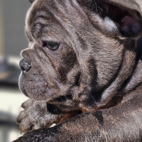 Cucciola bulldog francese blu, blu brindle e fawn