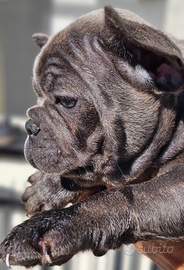 Cucciola bulldog francese blu, blu brindle e fawn