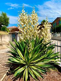 Yucca gloriosa variegata